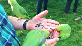 The Wild Parakeets Ringneck of Hyde Park in London UK [upl. by Afital]