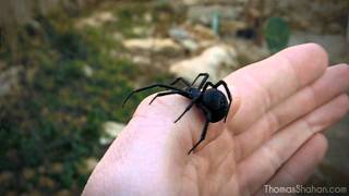 Handling a Female Black Widow Spider Latrodectus mactans [upl. by Aric834]