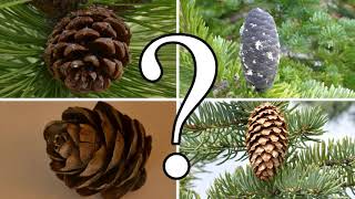 HOW TO DISTINGUISH BETWEEN PINE SPRUCE FIR and LARCH  CONIFER ID [upl. by Ut193]