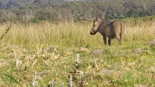 Warthog Wonderland A glimpse of Natures Grazers [upl. by Ailema]