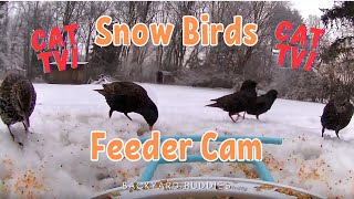 Snow Birds Feeder Cam Day 1 CAT TV [upl. by Thurman]