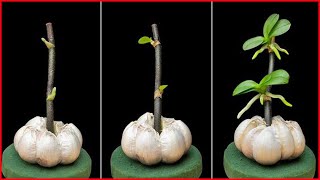 VEGETABLE GARDEN HACKS Propagating Growing Garlic on Balconies at Home for Beginners [upl. by Roderica758]