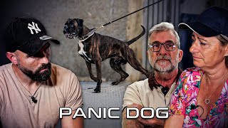 quotOn est pas capables de maîtriser notre chien quot  Panic Dog Ep15 [upl. by Airdnoed]