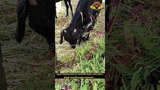 வன்னி மரம்  Khejri  Shami  Hari Pattu Prosopis cineraria feeding by Goat animals tree goat [upl. by Garret]