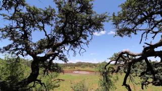 Waterhole Timelapse in Mokala National Park South Africa [upl. by Krystal]