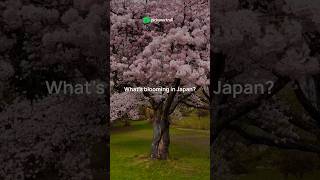 Cherry Blossom Festival 🌸 2025  Explore Japan 🇯🇵  Pickyourtrail 💚 shorts [upl. by Analra]