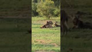 Warthog vs wild dogs fight wildlife animals [upl. by Stephannie568]