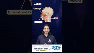 Human Respiratory System  NEET 2025  Biology Quick Revision  ALLEN NEET [upl. by Oluap381]