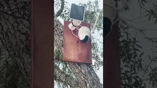 Installing REOlink Go PT Plus Camera on Tree [upl. by Prager]