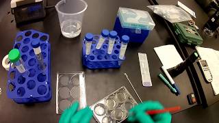 BME 245L Summer 2020 Lab day 4 Make hydrogels for mech testing [upl. by Yesnil]