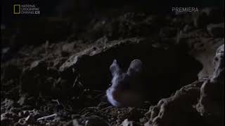 Grasshopper Mouse Howling [upl. by Nerland]