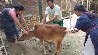 Artificial Insemination in Cattle 17 [upl. by Hoopen]