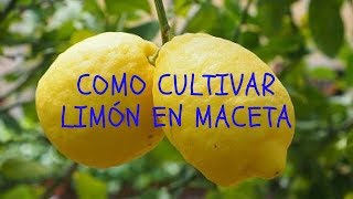 Limonero en maceta [upl. by Nets]