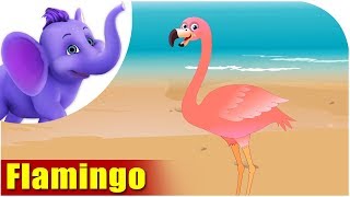 Flamingo  Song on birds  4K  Appu Series [upl. by Fong]