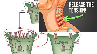 New Tinnitus Breakthrough Somatosensory cofactors LTDLTP Susan Shore Device Update 6 [upl. by Udella]