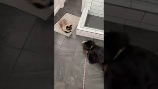 Bernese Mountain Dog and Cat Square Off [upl. by Frangos]