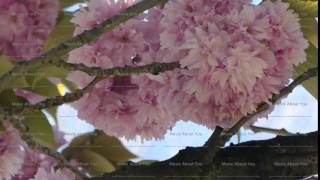 Kanzan cherry tree blossom close up [upl. by Sirromad]