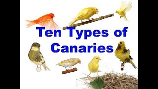 10 Types of canaries [upl. by Ynagoham615]