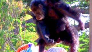 CHIMP GOES CRAZY  iJustine [upl. by Timus869]