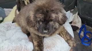 Pyrenean Mastiff Ferdinand and Noble Bear Eor [upl. by Atile]