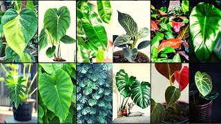 Philodendron Varieties A to Z [upl. by Atillertse]