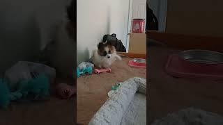 Gord Downie is the cutest puppy in the world shorts puppy pomchi dog puppiesofyoutube cute [upl. by Eittah]