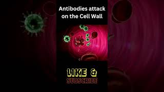 Antibodies attack 3D animation microbiology viral youtubeshortsvideo science microbiologynotes [upl. by Ymrej]