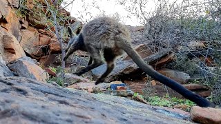 Kalbarris rock wallabies bounce back in one of WAs great conservation success stories [upl. by Arima384]