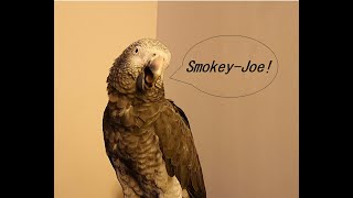 50mins of noise from Smokey the Timneh African Grey Parrot Squarks Whistles Talking Mimicry [upl. by Lilla667]