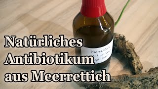 Meerrettich als natürliches Antibiotikum  so stellt ihr eure eigene Tinktur her [upl. by Kassel]