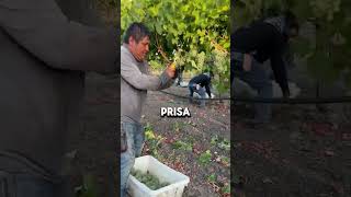 Trabajando Al 100 Top Quality vineyard Management LLC [upl. by Nyrb]