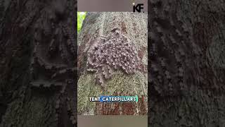 Caterpillars Can Dance with Vibrations facts animals viralvideo animalshorts [upl. by Pasho]