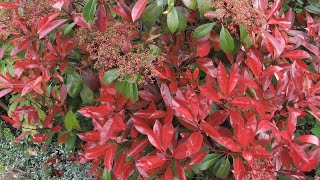 Photinia red robin spring or summer trim  prune [upl. by Niatirb29]