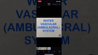 Water Vascular AmbulacralSystem [upl. by Severson]