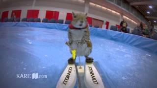 TwiggyThe WaterSkiing Squirrel by Jonathan MalatKARE11com [upl. by Aicylla681]