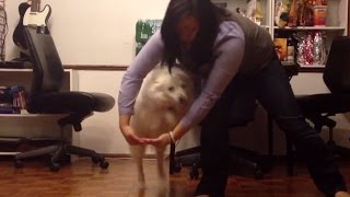 American Eskimo Dog Niko does tricks [upl. by Ahseit174]