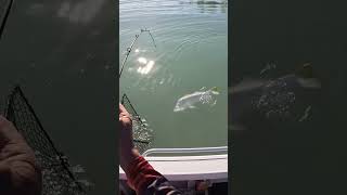 Catching Monster Barramundi in Australia [upl. by Luther]