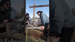 Schweinereiten 🐷 russland russia landwirtschaft landwirt bauer ranch ranchlife [upl. by Kciredec399]