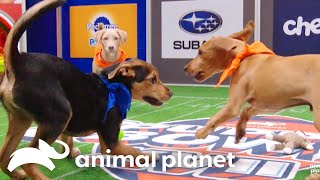 Pawsome Highlights from 20 Years of Puppy Bowls  Animal Planet [upl. by Lissie]