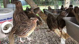 Male Coturnix Quail Calls  Sound [upl. by Lebasile]