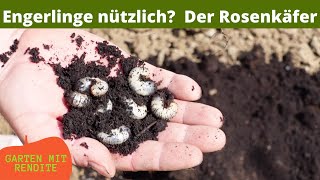 Nützliche Engerlinge  Der Rosenkäfer  Engerlinge im Blumentopf [upl. by Romelle171]