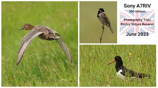 Sony A7RIV 200600mm  Photography Trips  Elmley Nature Reserve June 2023 [upl. by Ginder]