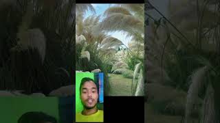 কত সুন্দর ফুল foryou funny comedyvideos video comedy funnclips funnyclips viralvideo [upl. by Gibrian]