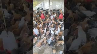 Chuje ki kimat kya hai murgipaln shortsvideo birds chickenfarm kabutar deshimurgipalan [upl. by Nosille]