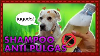 ¡Adiós a las pulgas y garrapatas Cómo hacer un shampoo natural para proteger a tu perro [upl. by Aleekahs]