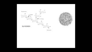 212 Biological Molecules The structure and properties of starch glycogen and cellulose molecules [upl. by Ardnaet]