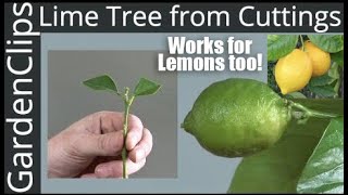 How to Grow Lime Trees from Clippings  Easy fast way to grow Lime Trees amp Lemon Trees from Cuttings [upl. by Asilak]