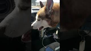 husky talking about how excited he is to go to the dog park [upl. by Snah]