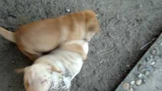 PELEA DE PERROS SHARPEI BRUTAL UNLIMITED [upl. by Alyhc6]