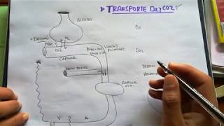 3FISIOLOGÍA RESPIRATORIA  TRANSPORTE OXÍGENO Y CO2 [upl. by Nittirb]